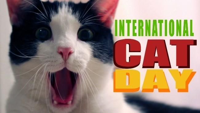 International Cat Day 2019