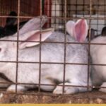 Rabbit Farming in Ghana: Tips, Tricks and Best Practices